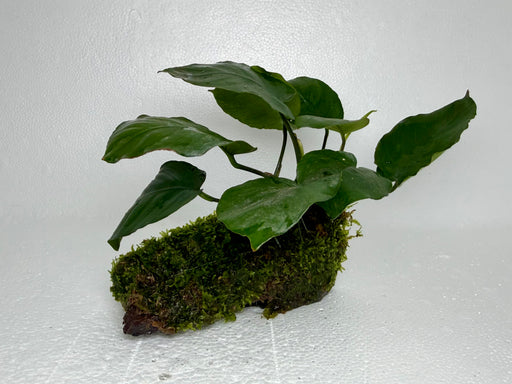 * Plants* Anubias + Moss on driftwood #04