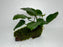 * Plants* Anubias + Moss on driftwood #04