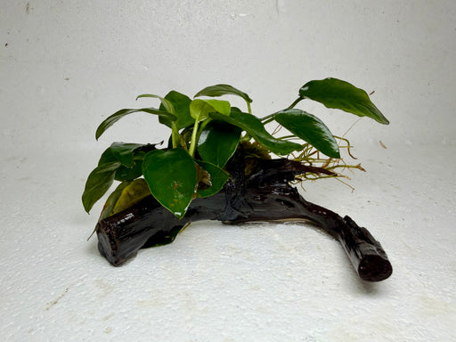 * Plants* Anubias Nana On Spiderwood #63