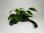 * Plants* Anubias Nana On Spiderwood #63
