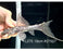 * Pleco *  Pseudacanthicus hystrix (L275 Tailstriped Cactus Pleco) 19cm #27507 (Actual piece)