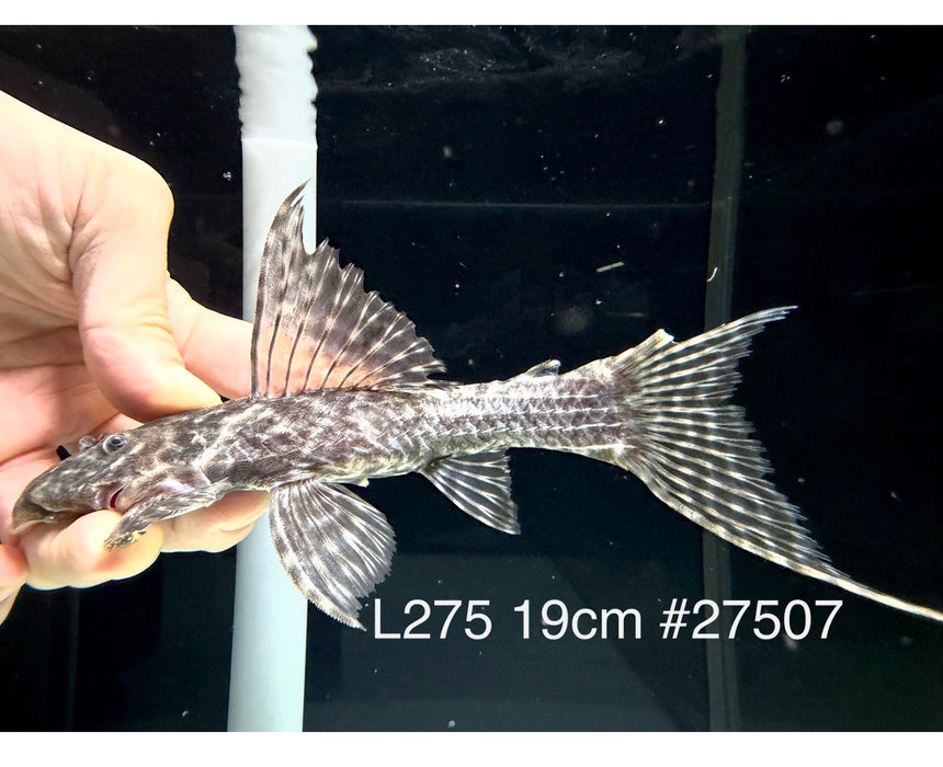 * Pleco *  Pseudacanthicus hystrix (L275 Tailstriped Cactus Pleco) 19cm #27507 (Actual piece)