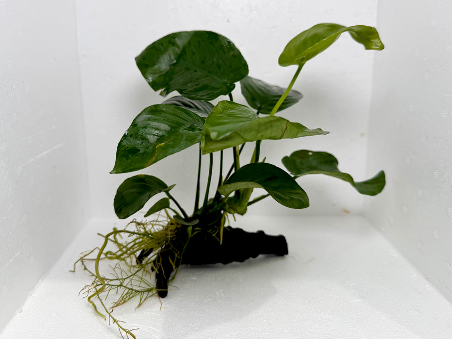 * Plants* Anubias On Spider Wood #16