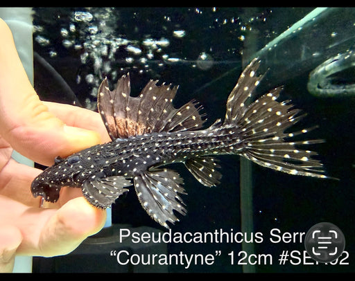 * Pleco * Pseudacanthicus Serratus “Courantyne” 12cm #SER02 (Actual Piece)