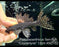 * Pleco * Pseudacanthicus Serratus “Courantyne” 12cm #SER02 (Actual Piece)