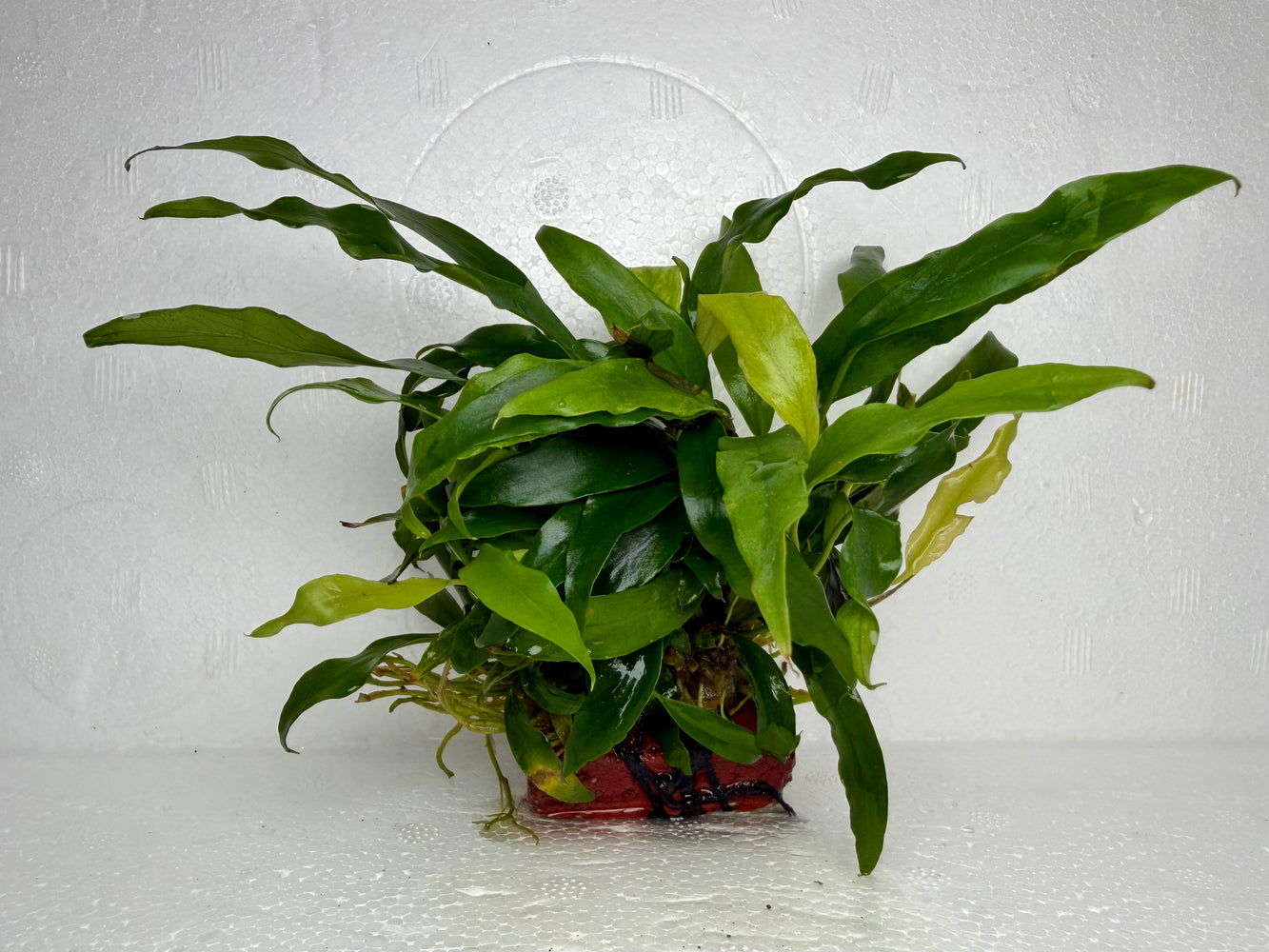 * Plants * Anubias Afzelli on Rock #21