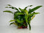 * Plants * Anubias Afzelli on Rock #21