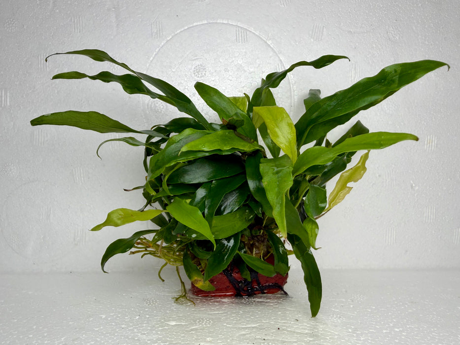 * Plants * Anubias Afzelli on Rock #21
