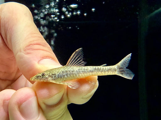 *Pleco* Parotocinclus Maculicauda (Red Tail Oto) 3-5cm
