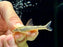 *Pleco* Parotocinclus Maculicauda (Red Tail Oto) 3-5cm