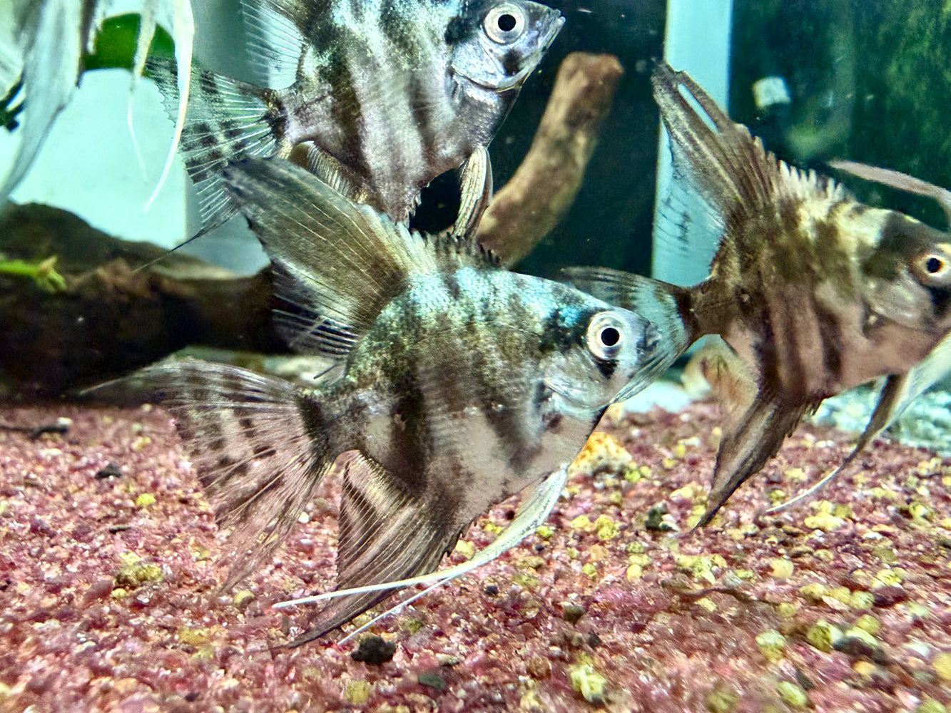 * Discus/Angelfish * Blue Marble Angelfish