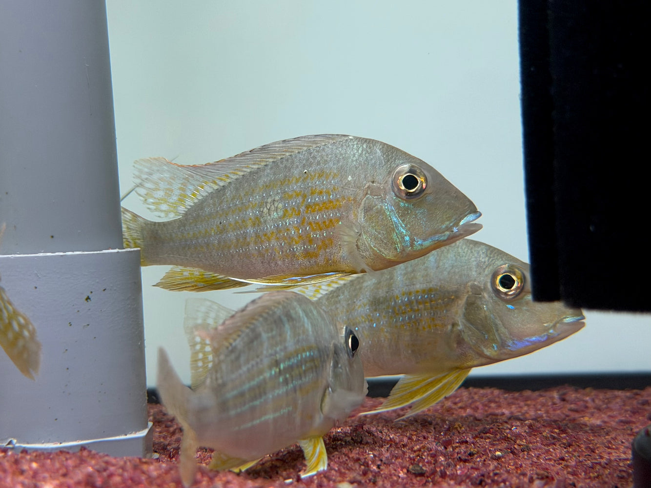 * Cichlids * Geophagus neambi 8-10cm