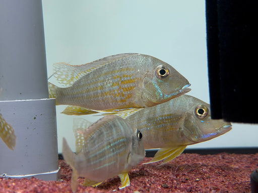 * Cichlids * Geophagus neambi 8-10cm