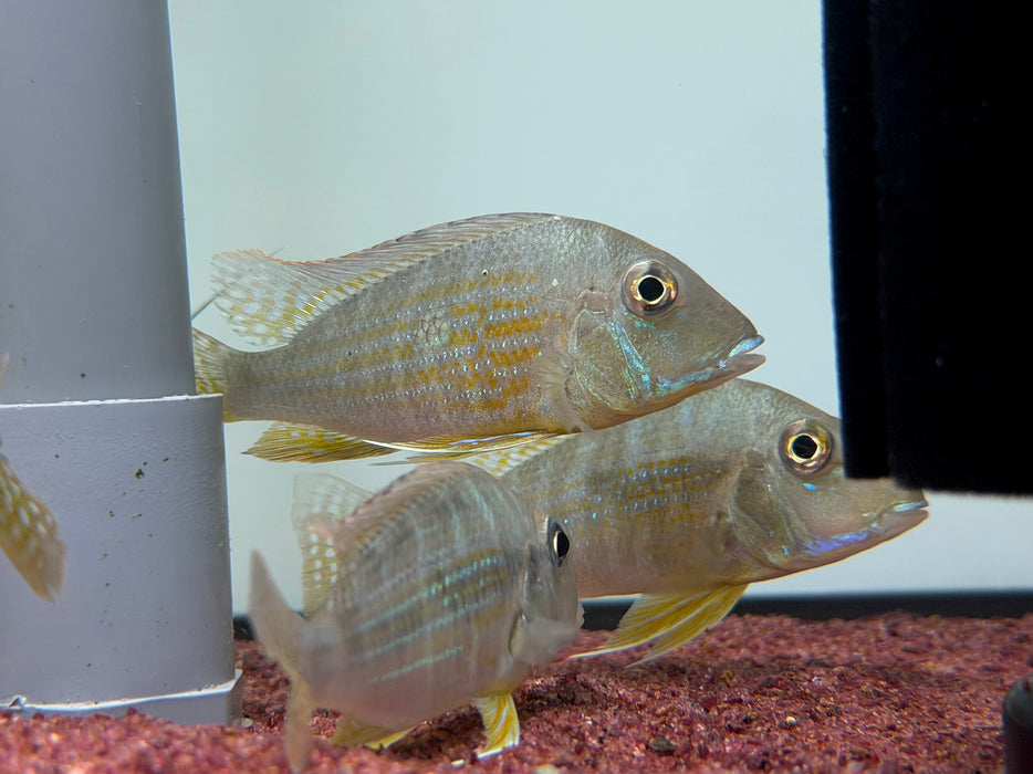 * Cichlids * Geophagus neambi 8-10cm