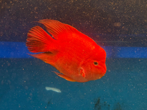 * Cichlids * King Kong Parrot (KKP) 20-23cm