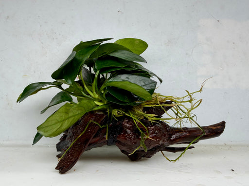 * Plants * Anubias Nana on Spiderwood #144