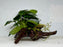 * Plants * Anubias Nana on Spiderwood #144