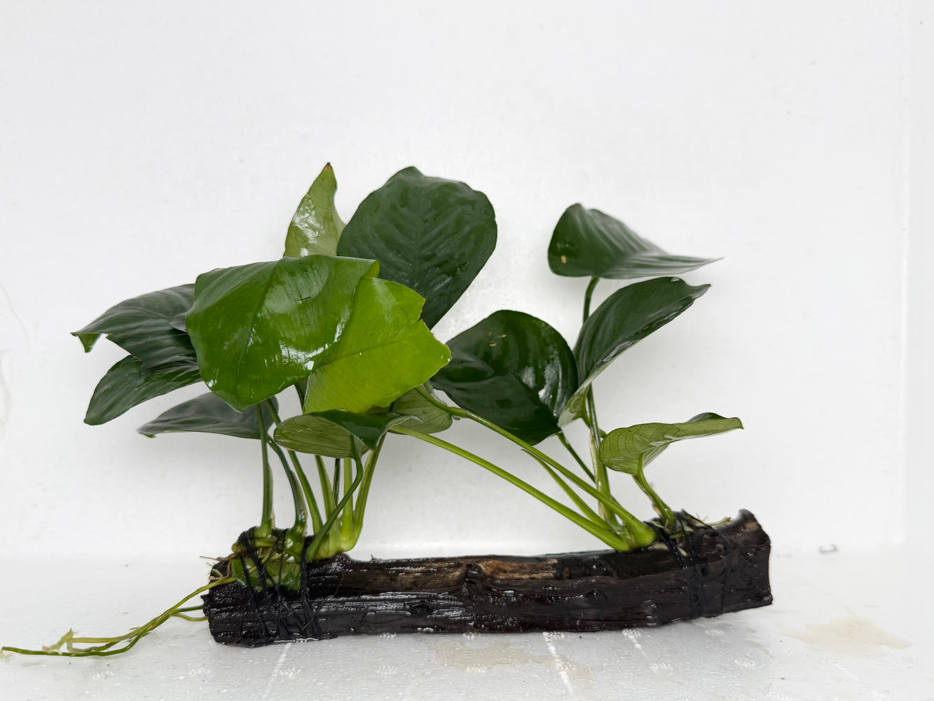 * Plants* Anubias Nana on Spiderwood #92