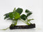 * Plants* Anubias Nana on Spiderwood #92