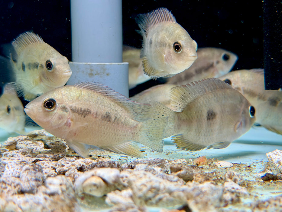 * Cichlids * Australoheros Acaroides 5-7cm