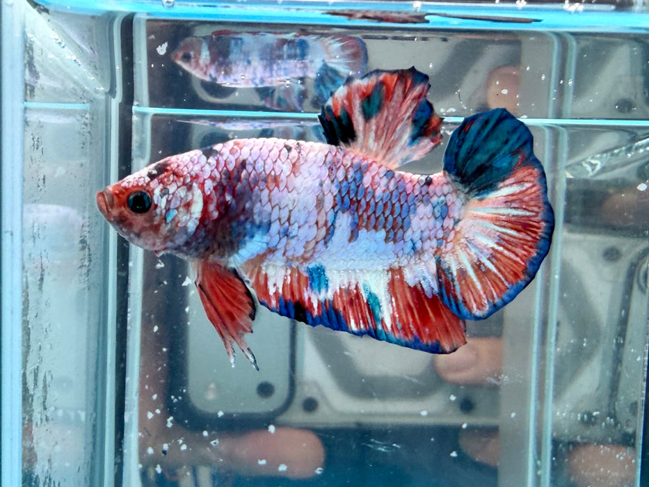 * Betta * HMPK (Actual Fish) #90