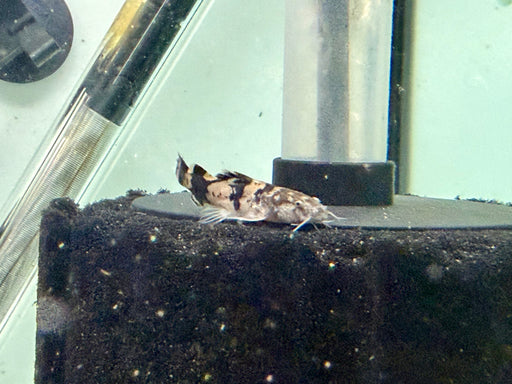 * Catfish *  Pseudopimelodus Bufonius (Giant Bumblebee Catfish)