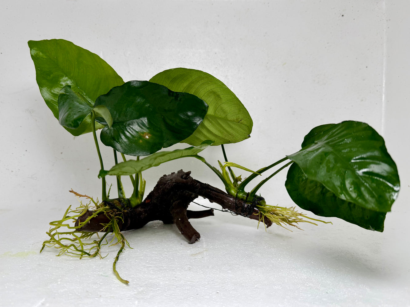 * Plants* Anubias Nana On Spiderwood #54