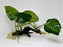 * Plants* Anubias Nana On Spiderwood #54