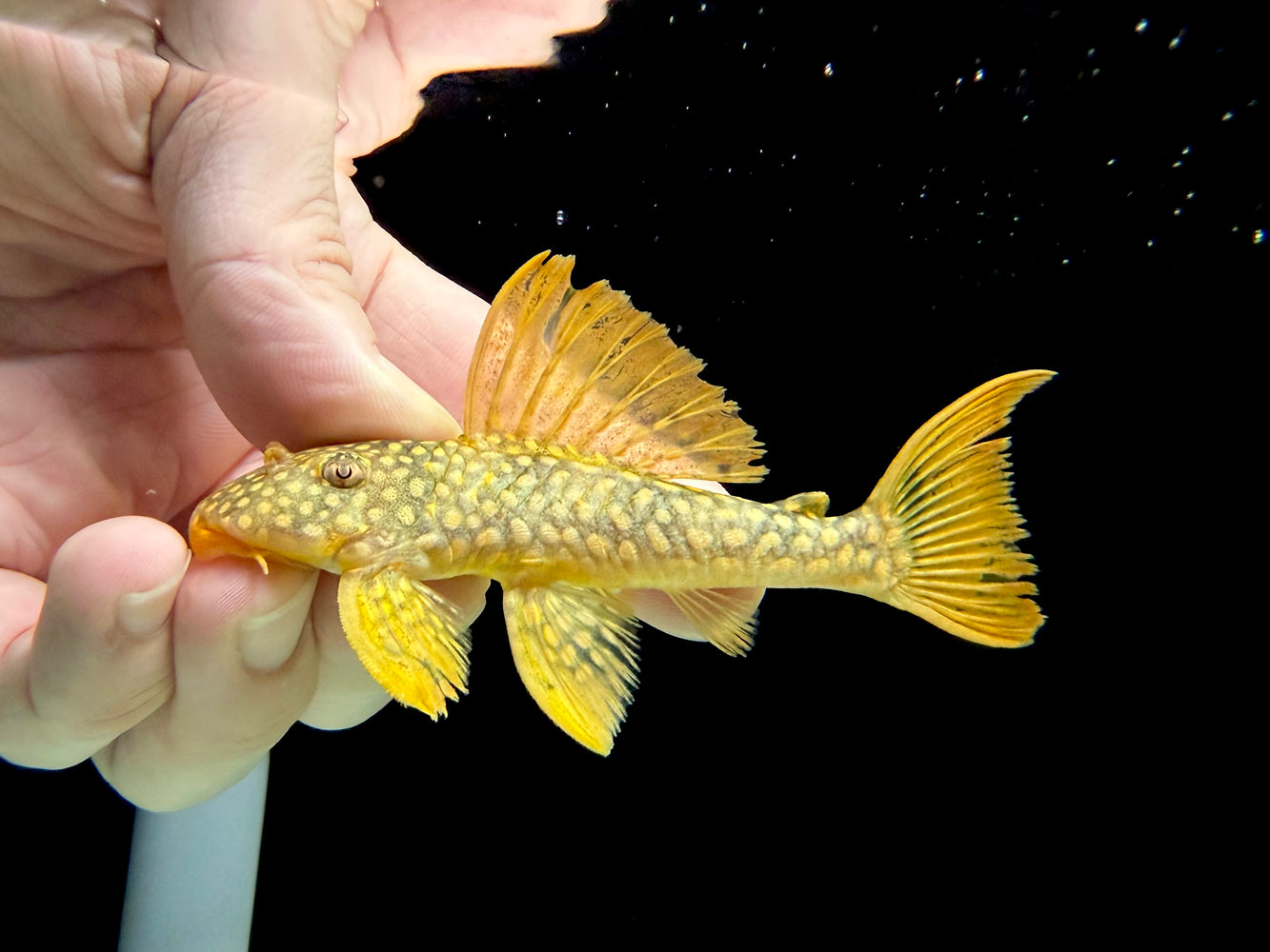 * Pleco *  Scobinancistrus sp. (L14 Sunshine Pleco)