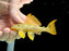 * Pleco *  Scobinancistrus sp. (L14 Sunshine Pleco)