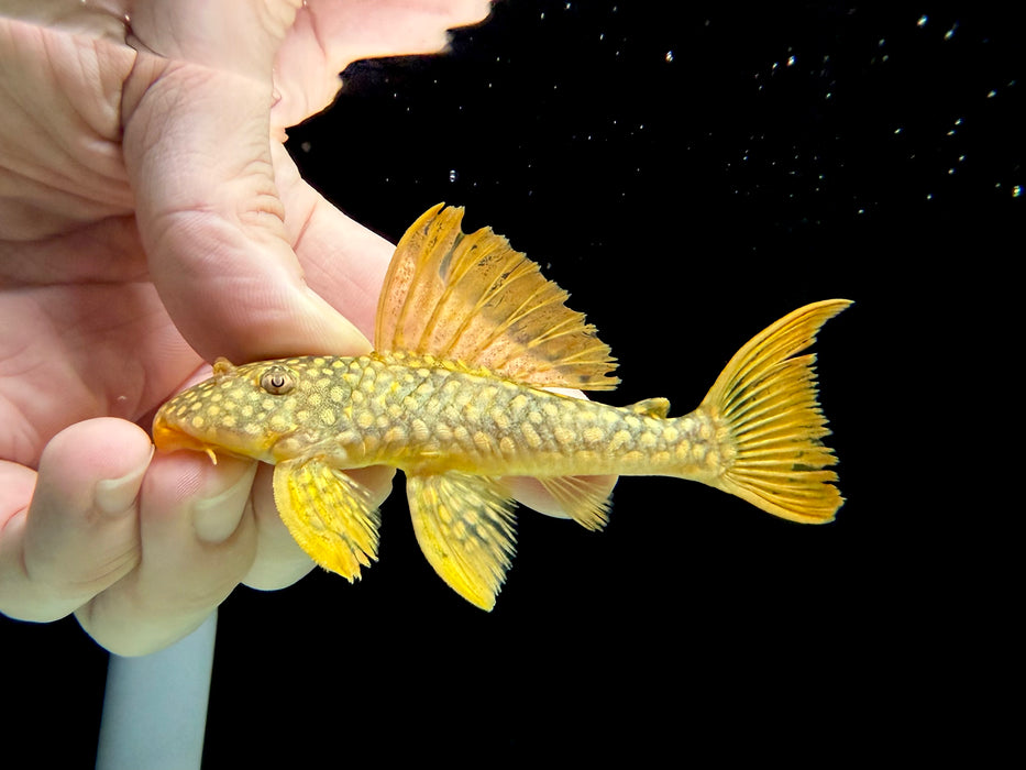 * Pleco *  Scobinancistrus sp. (L14 Sunshine Pleco)