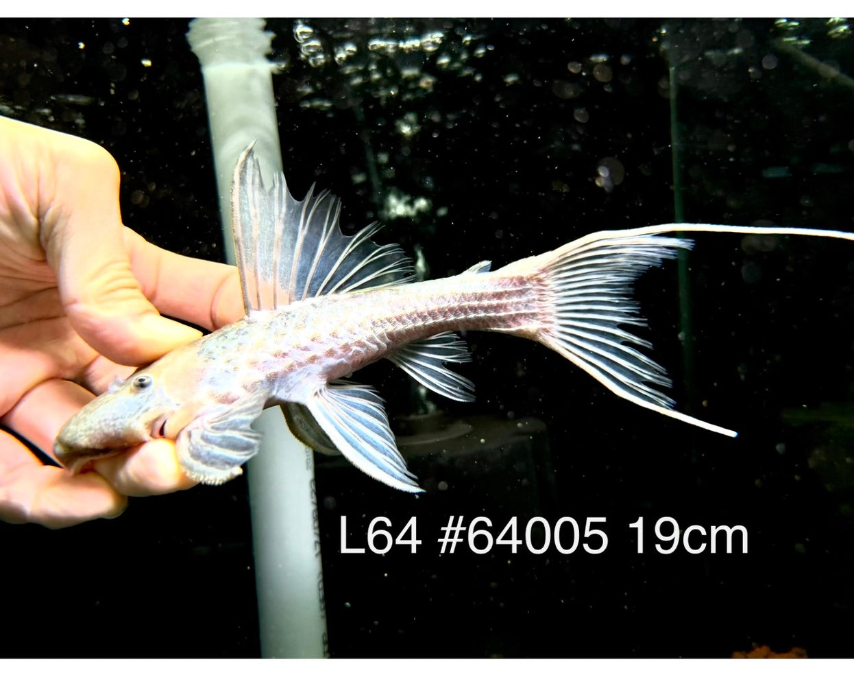 * Pleco * Pseudacanthicus sp. L64 (19cm) #64005 (Actual Piece)