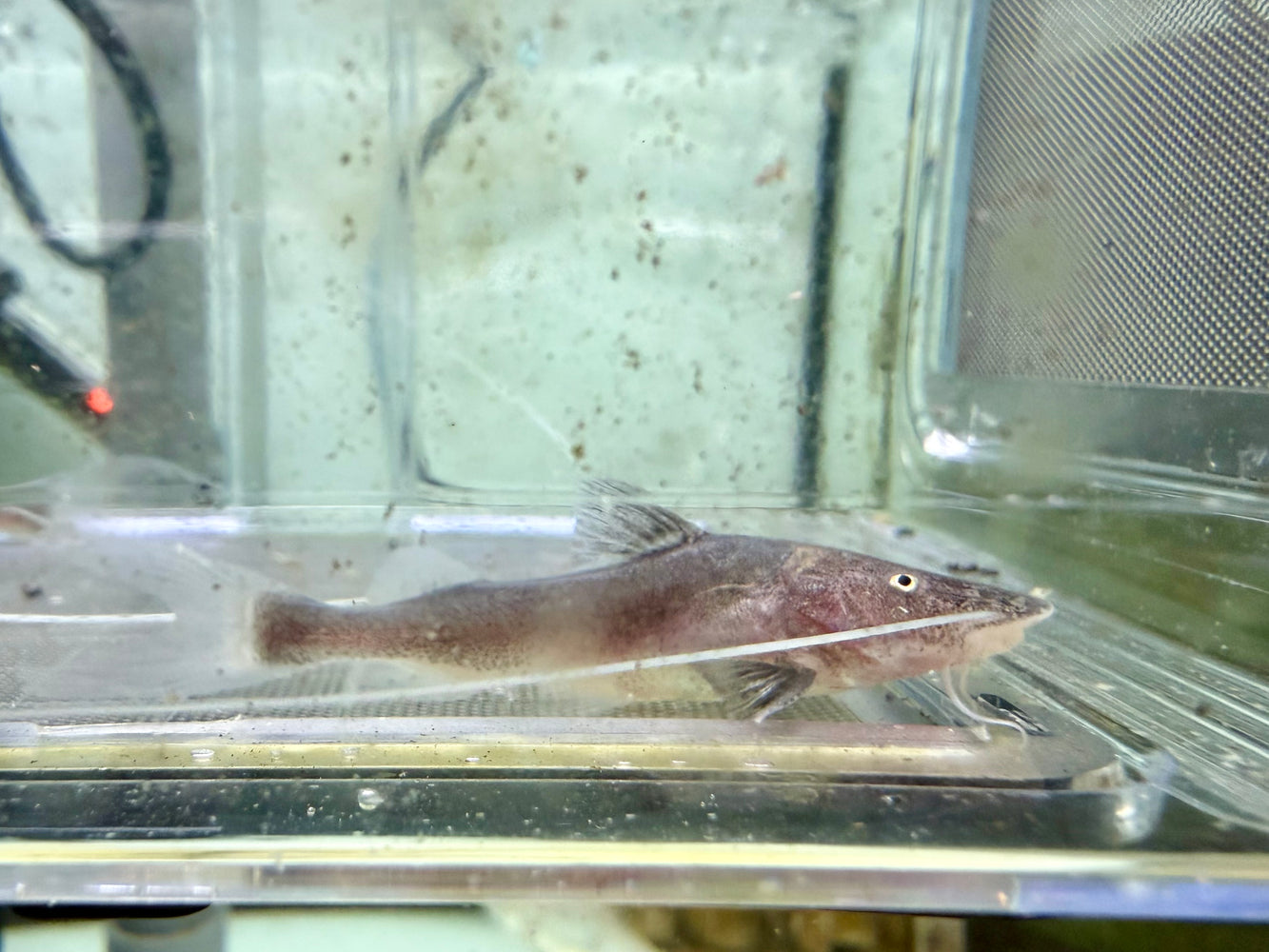 * Catfish *  Brachyplatystoma Filamentosum (Piraiba) 6cm