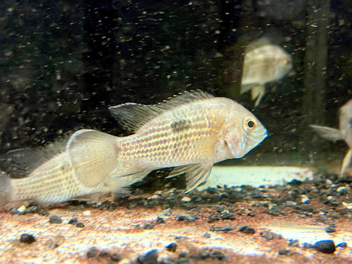 * Cichlids * Andinoacara rivulatus “Silver Seam” (White Saum Green Terror Cichlid) 6-8cm