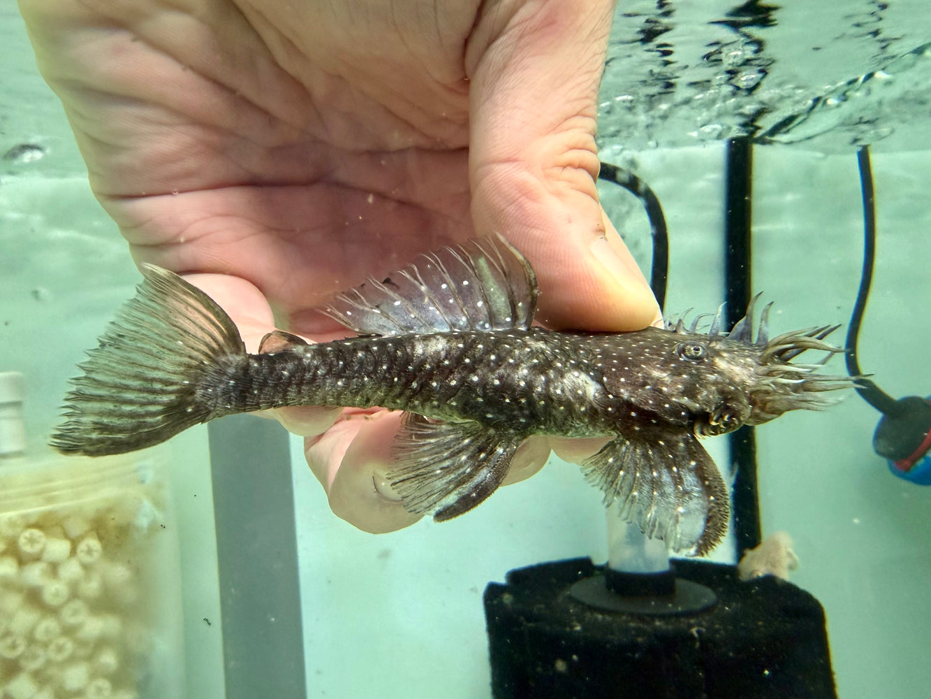 * Pleco *  Ancistrus sp. L255 (Spotted Medusa) 8-10cm