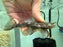 * Pleco *  Ancistrus sp. L255 (Spotted Medusa) 8-10cm