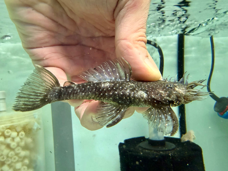 * Pleco *  Ancistrus sp. L255 (Spotted Medusa) 8-10cm