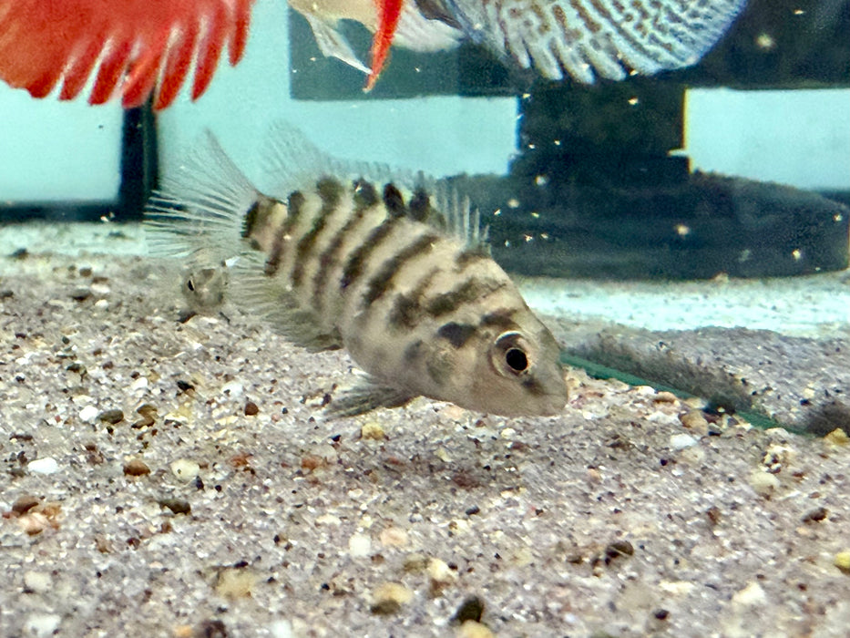 * Cichlids * Amatitlania Nigrofasciatus “OB”
