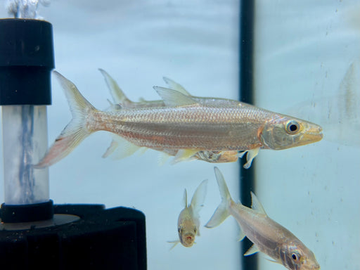 * Other Species * Hydrocynus goliath (GATF) 10-12cm