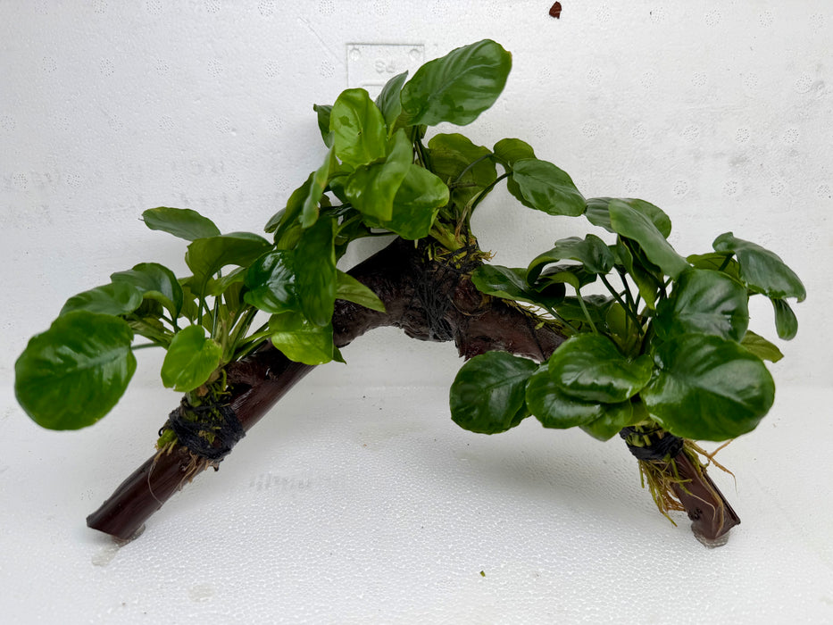 * Plants * Anubias Nana on Spiderwood #129