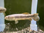 * Other Species * Erythrinus erythrinus (Rainbow Wolf fish) 9-11cm