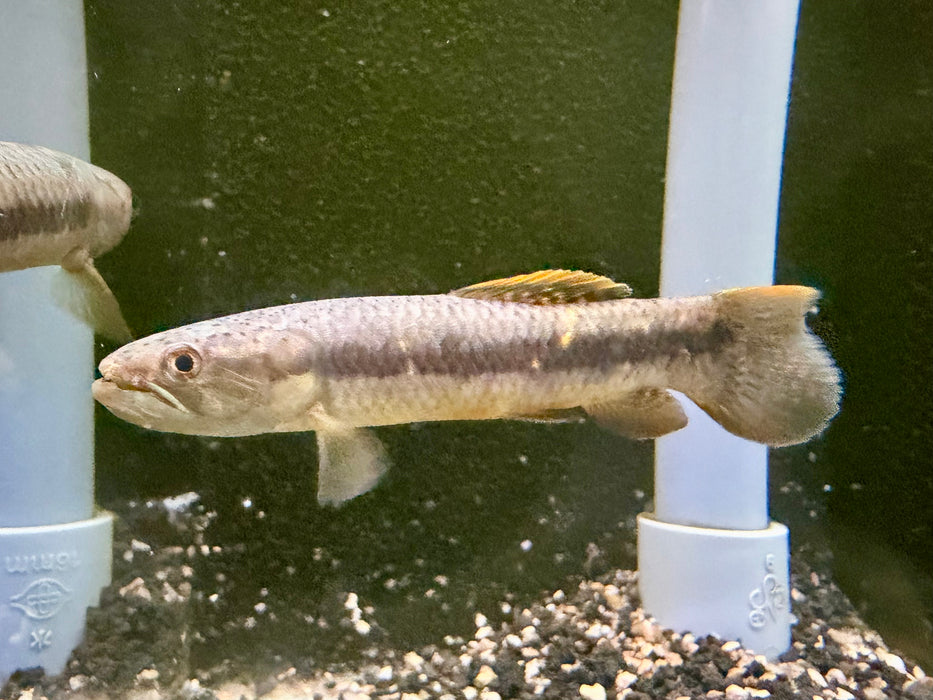 * Other Species * Erythrinus erythrinus (Rainbow Wolf fish) 9-11cm