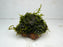 * Plants* Christmas Moss On Lava Rock #CMRS