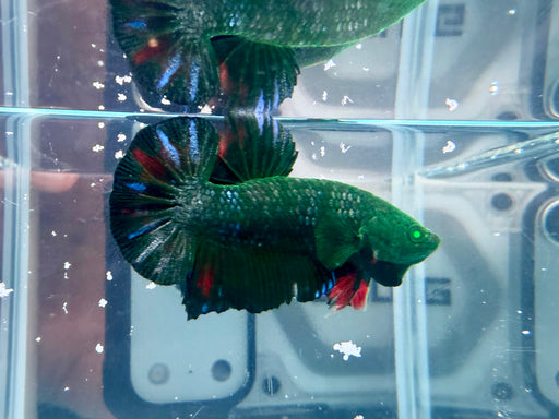 * Betta * HMPK (Actual Fish) #54