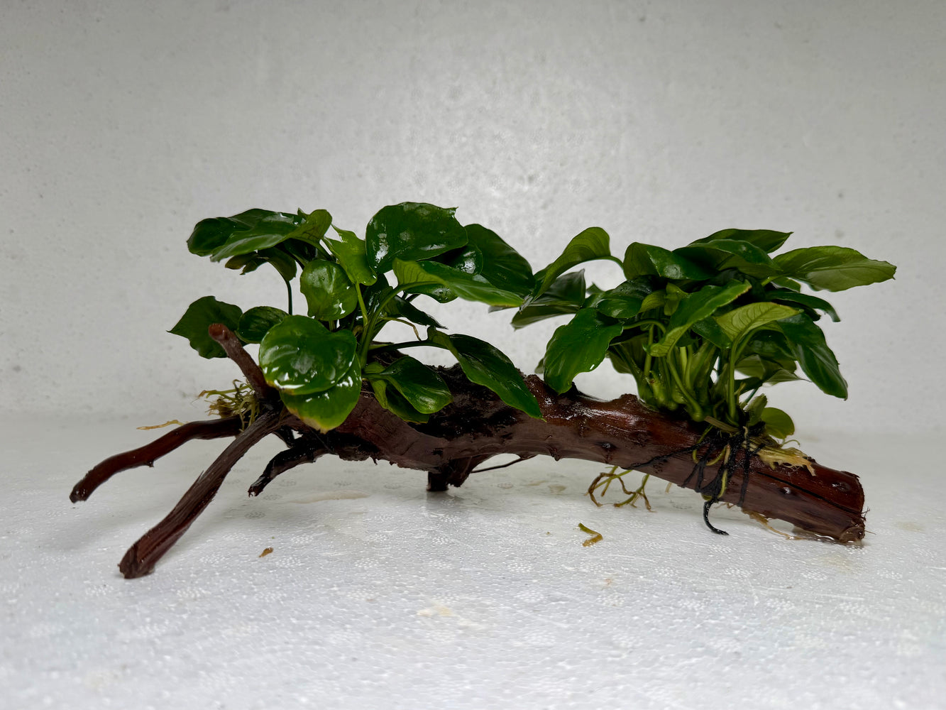 * Plants* Anubias Nana on Spiderwood #78
