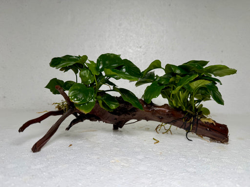 * Plants* Anubias Nana on Spiderwood #78