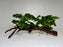 * Plants* Anubias Nana on Spiderwood #78