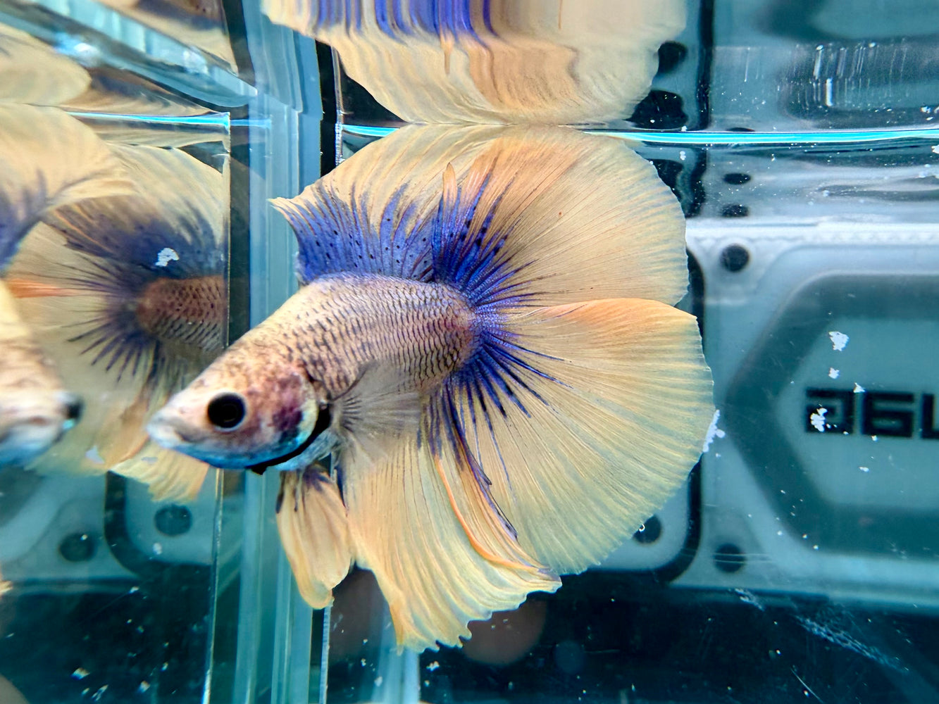 * Betta * DTHM Doubletail Halfmoon (Actual Fish) #51