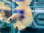 * Betta * DTHM Doubletail Halfmoon (Actual Fish) #51