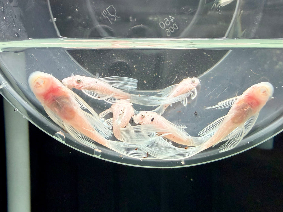 * Pleco * L144 Snow White “Long Fin” 4-6cm